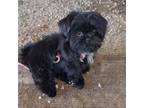 Shih Tzu Puppy for sale in Leesburg, FL, USA