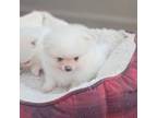 Pomeranian Puppy for sale in Mission, TX, USA