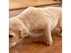 Golden Retriever Puppy for sale in Winder, GA, USA
