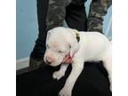 Dogo Argentino Puppy for sale in Kennerdell, PA, USA