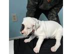 Dogo Argentino Puppy for sale in Kennerdell, PA, USA