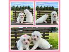 Maltapoo