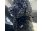 Aussiedoodle Puppy for sale in Marion, NC, USA