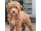 Poodle (Toy) Puppy for sale in Flower Mound, TX, USA