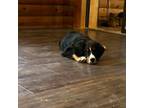 Bernese Mountain Dog Puppy for sale in Front Royal, VA, USA