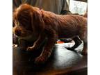 Wirehaired Pointing Griffon Puppy for sale in Kirksville, MO, USA
