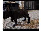 French Bulldog Puppy for sale in Puyallup, WA, USA