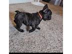 French Bulldog Puppy for sale in Puyallup, WA, USA