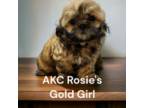 Shih Tzu Puppy for sale in Wilmington, NC, USA