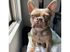 French Bulldog Puppy for sale in Fall River, MA, USA