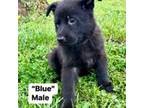 German Shepherd Dog Puppy for sale in Saluda, SC, USA