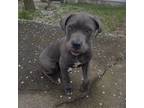 Cane Corso Puppy for sale in New Bedford, MA, USA