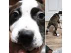 American Pit Bull Terrier Puppy for sale in Carteret, NJ, USA