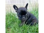 French Bulldog Puppy for sale in Panguitch, UT, USA