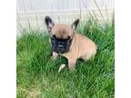 French Bulldog Puppy for sale in Panguitch, UT, USA