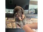 German Shorthaired Pointer Puppy for sale in Center, MO, USA