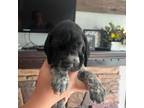 German Shorthaired Pointer Puppy for sale in Center, MO, USA
