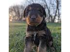 Airedale Terrier Puppy for sale in Baldwin, WI, USA