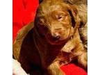 Goldendoodle Puppy for sale in Salem, OR, USA