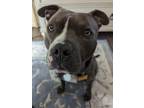 Adopt Brody fka Sosa a Pit Bull Terrier