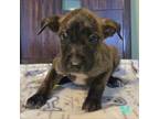 Adopt Margie's Pup 3 a Pit Bull Terrier, Retriever
