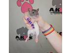 Adopt Arlong a Rat