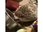Adopt Clive a Hedgehog