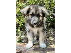 Adopt Finn a German Shepherd Dog, Mixed Breed