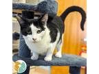 Adopt Grilled Chicken a Domestic Short Hair