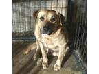 Adopt Maverick CFS 240033054 a Labrador Retriever