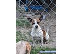 Adopt Sawyer a Jack Russell Terrier, Mixed Breed