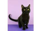 Adopt Obsidian a Domestic Short Hair