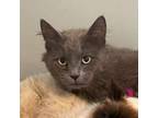 Adopt Blueberry a Russian Blue, Domestic Short Hair