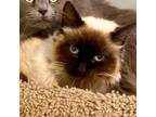 Adopt Wookie a Siamese, Domestic Short Hair