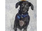 Adopt Zeus a Dachshund, Mixed Breed