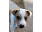 Adopt Archie (River) a Terrier