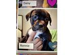 Adopt Ronnie a Pit Bull Terrier