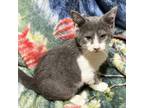 Adopt St. Pete a Domestic Short Hair