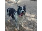 Adopt Joey a Australian Shepherd, Mixed Breed