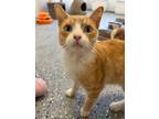 Adopt James a Domestic Short Hair