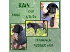 Adopt Rain a Catahoula Leopard Dog