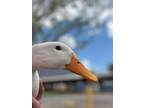 Adopt Adam a Duck