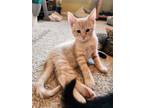 Adopt Oliver a Domestic Short Hair