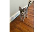 Adopt Pearl a Domestic Short Hair