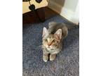 Adopt Marin a Domestic Short Hair