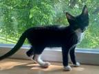 Adopt Dipper a Domestic Short Hair