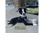 Adopt Rondo a Hound