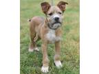 Adopt Cash a Terrier, Mixed Breed