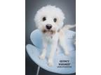 Adopt Quincy a Poodle, Mixed Breed