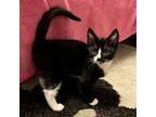 Adopt Bubbles a Domestic Short Hair